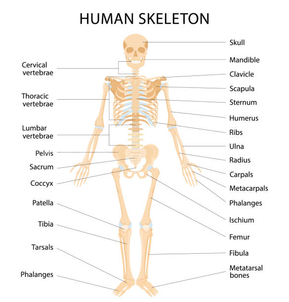흰색 배경에 뼈 인포그래픽의 문자와 인간의 골격 시스템. 사지 또는 두개골의 현실적인 노란색 뼈, 척추와 갈비뼈가있는 트렁크. 격리된 골격 시스템의 전면 보기입니다. 벡터 - human bone the human body healthcare and medicine human skeleton stock illustrations