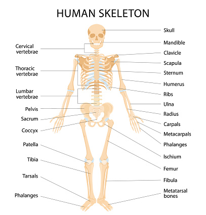 Human skeletal system with letterings of bones infographics on white background. Realistic yellow bones of limbs or skull, trunk with spine and ribs. Front view of isolated skeletal system. Vector