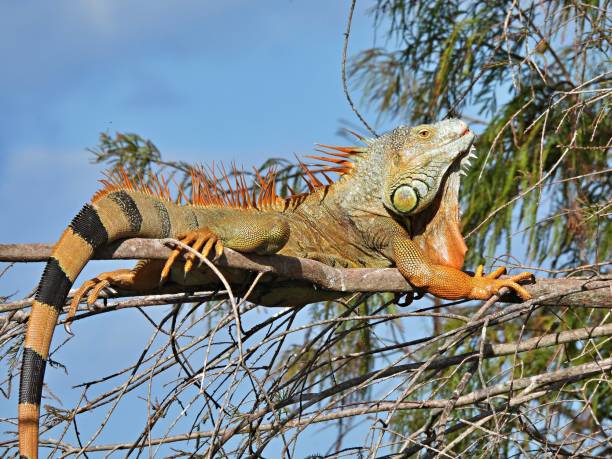 istock Green Iguana (Iguana iguana)  resting in the tree 1361075523