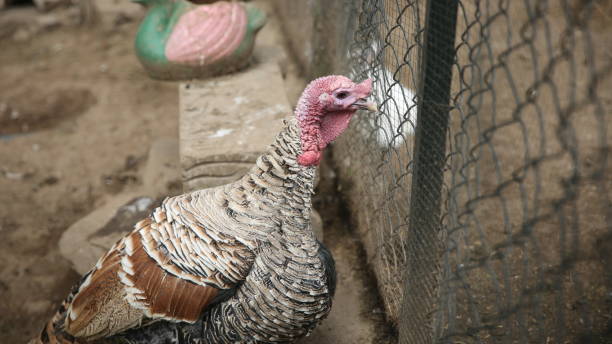 istock Pet animals and birds 1361075957