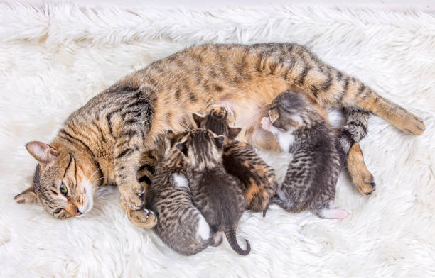 istock Mother cat and baby cats 1361076045