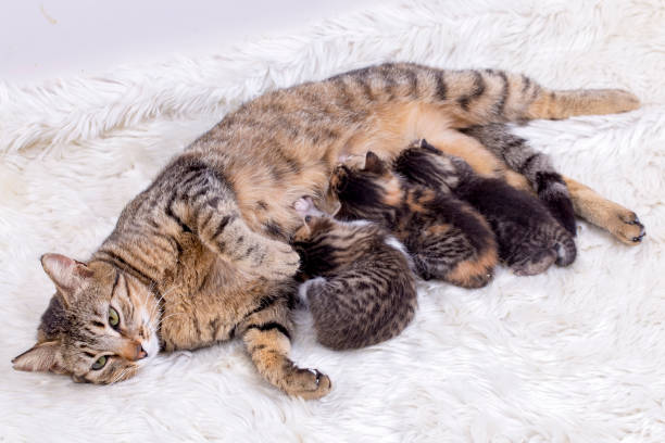 istock Mother cat and baby cats 1361076080