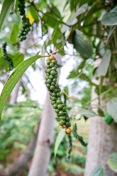 istock close-up of black pepper plant 1361081078