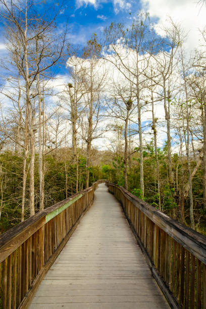 флорида эверглейдс - florida big cypress swamp national preserve footpath boardwalk стоковые фото и изображения