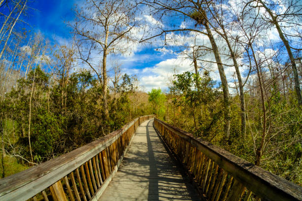 флорида эверглейдс - florida big cypress swamp national preserve footpath boardwalk стоковые фото и изображения