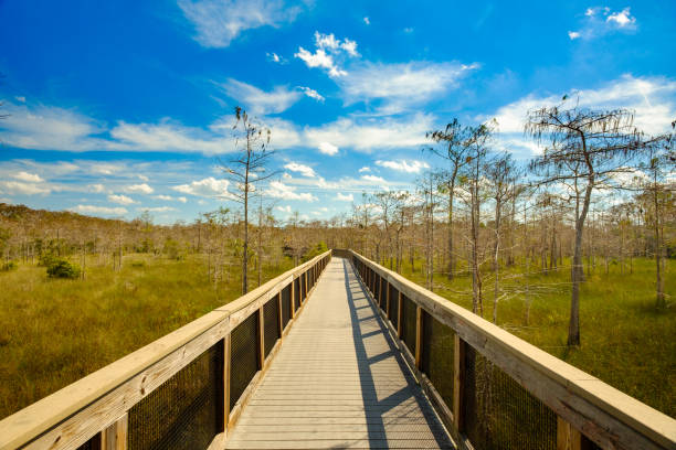 флорида эверглейдс - florida big cypress swamp national preserve footpath boardwalk стоковые фото и изображения