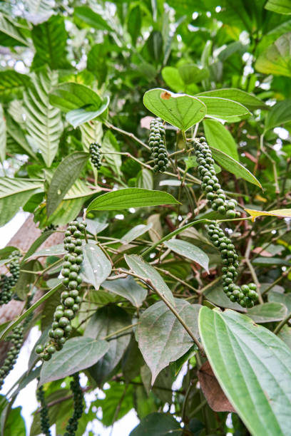 istock close-up of black pepper plant 1361081152