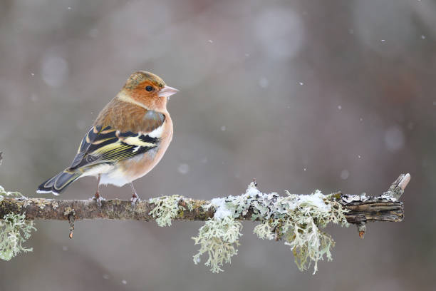 chaffinch, fringilla coelebs um belo fundo de inverno - chaffinch - fotografias e filmes do acervo