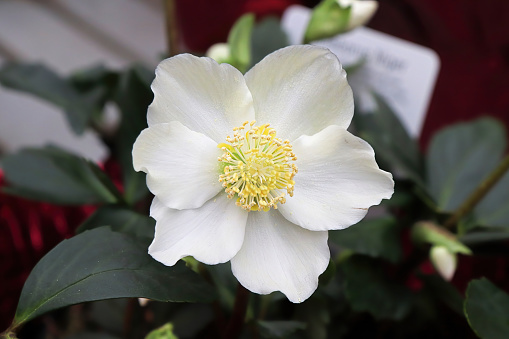 Closeup of the white petals on a Christmas Rose.