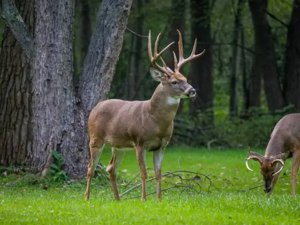 Photo of White-tailed Deer in yard in Oakwood Village, Ohio.  Deer, Cleveland.