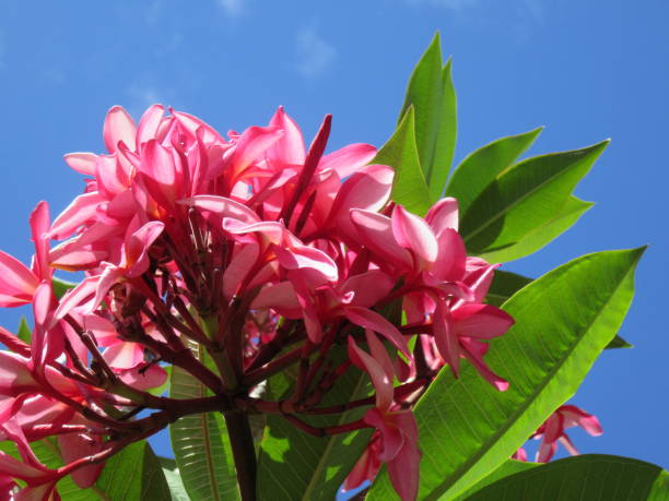 istock Pink Plumeria Bloom 1361084953