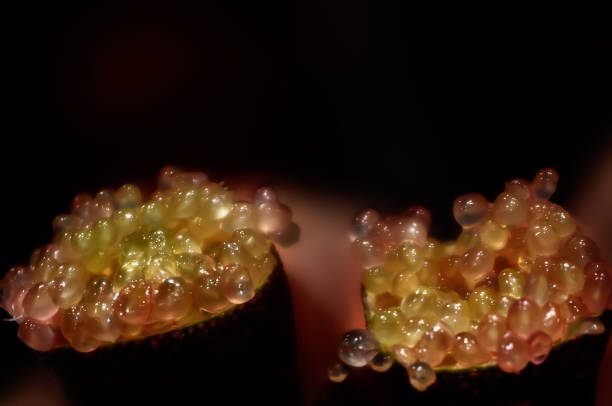 Citrus caviar fruit with selective focus, gourmet fruit for recipe