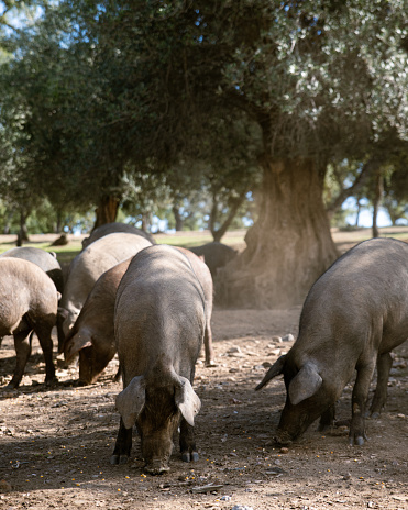 Iberian pigs eating on the farm under the holm oak trees