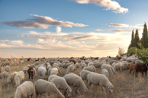 A herd of Sheep walking in the countryside during springtime in Mediterranean Turkey, Middle East