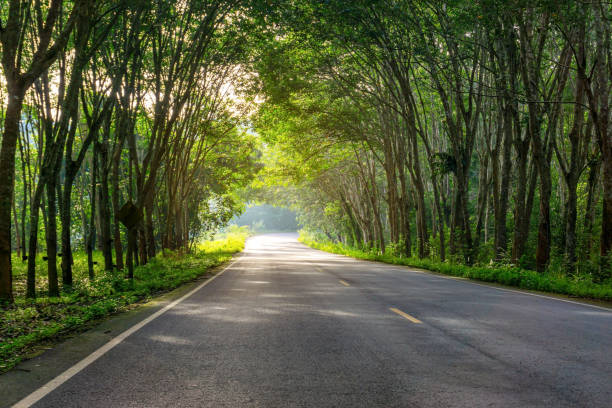 istock Road in para rubber tree, latex rubber plantation and tree rubber garden 1361085769