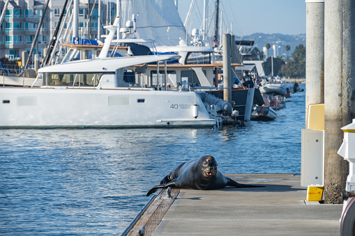 Sealions lounge on the docks in Marina del Rey, CA