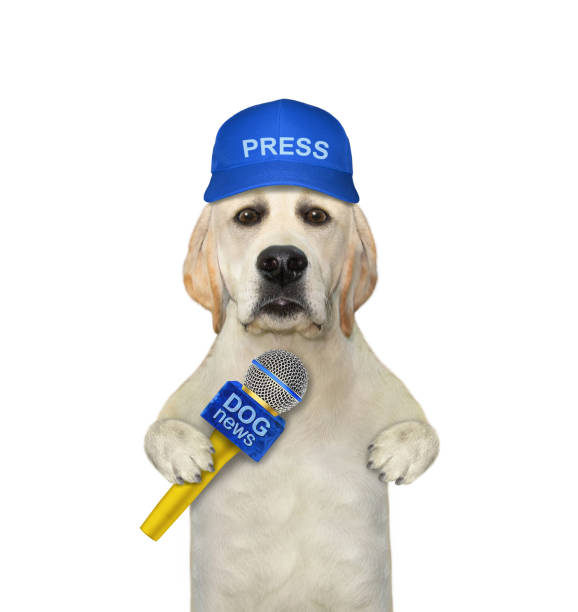 собака-лабрадор журналист с микрофоном - tv reporter newscaster dog the media стоковые фото и изображения