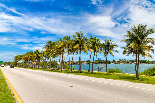 istock Palm trees in Miami Beach 1361090456