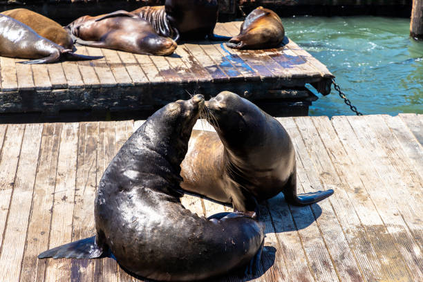 istock Sea lions at Pier 39 in San Francisco 1361092165