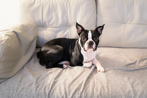 Boston Terrier lying on a light colour leather sofa with a blanket cover. The dog is looking at the camera.