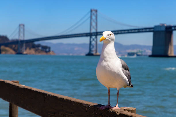 istock Oakland Bay Bridge in San Francisco 1361093659