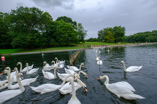 Leeds, United Kingdom - August 14, 2021: People in the background, Swans and other water fowl on Waterloo Lake, Roundhay Park