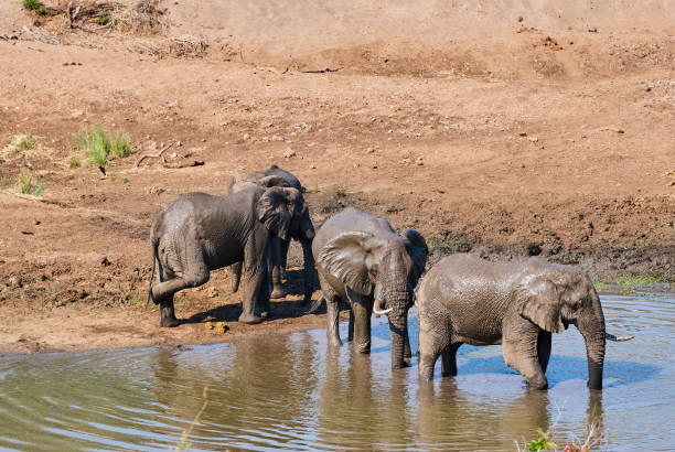 istock African elephants, Loxodonta, at a waterhole 1361094996