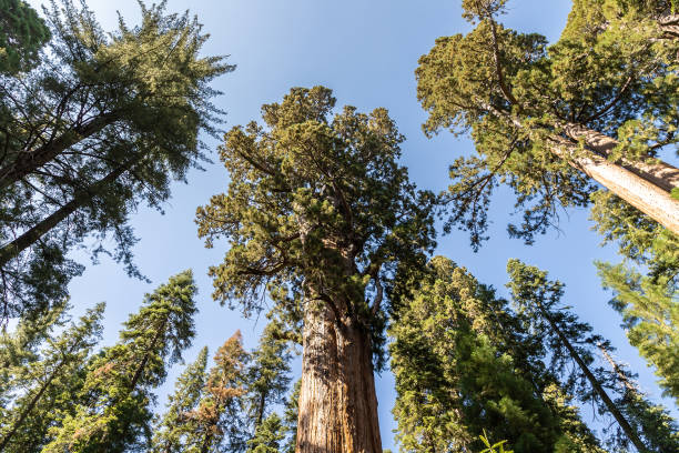 parque nacional sequoia na califórnia - sequoia national forest - fotografias e filmes do acervo