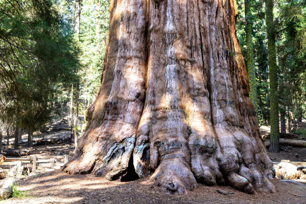 istock Sequoia National Park in California 1361098124