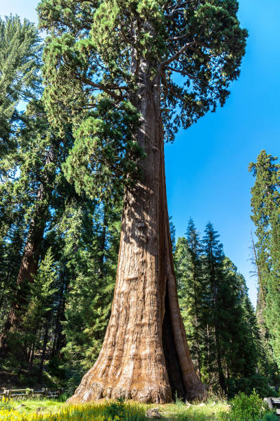 istock Sequoia National Park in California 1361098130