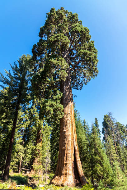 istock Sequoia National Park in California 1361099067