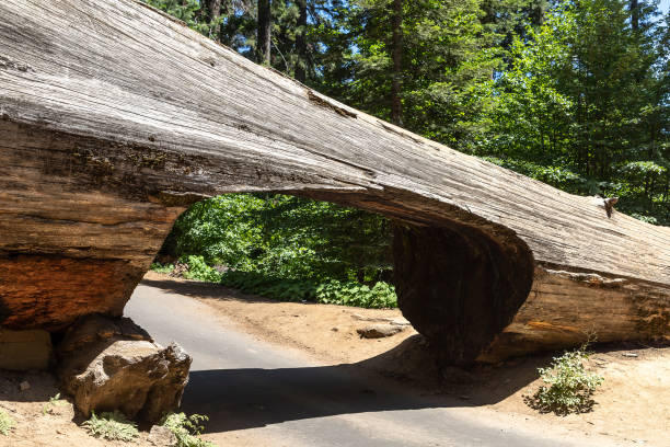 Tunnel log in Sequoia National Park in California, USA