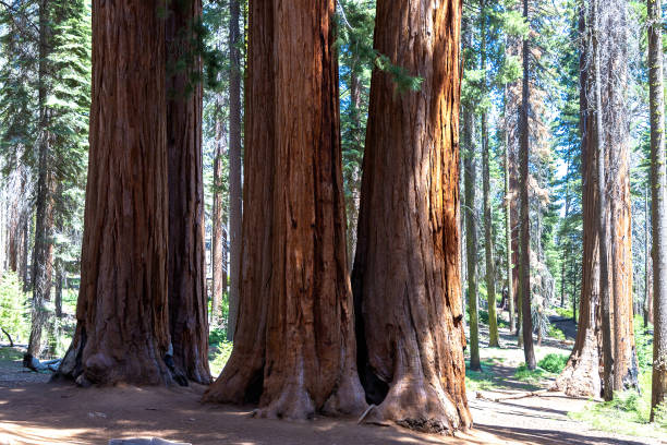 istock Sequoia National Park in California 1361099307