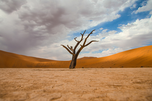 Lone dead camel thorn tree in Deadvlei Namibia
