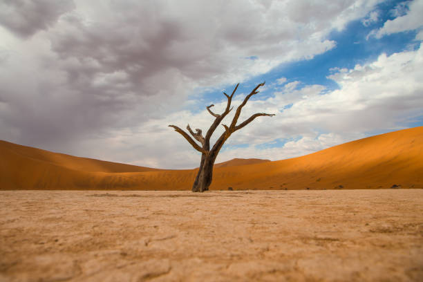 Lone dead camel thorn tree in Deadvlei Namibia stock photo