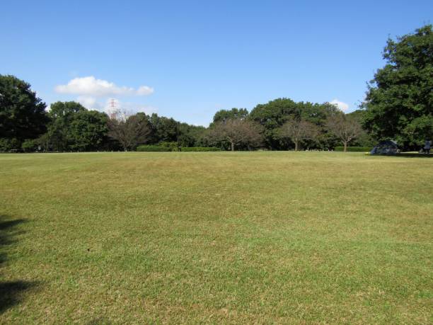 日本。10月の素敵な夏の日。公園内の大きなグレード。 - 林間の空き地 ストックフォトと画像