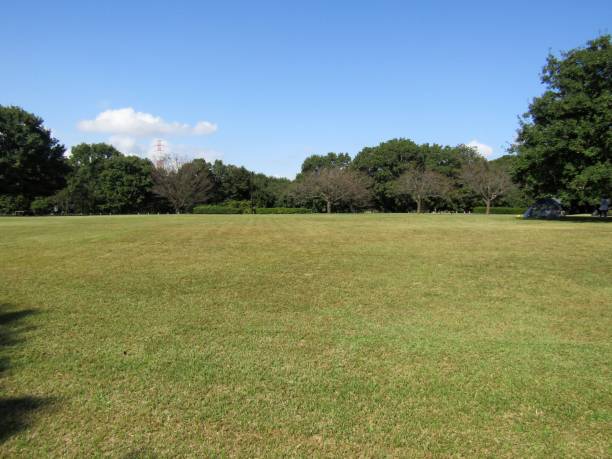 Japan. Nice summer day in October. Large glade in the park.