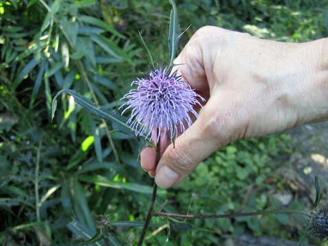 Touching wildflower.
