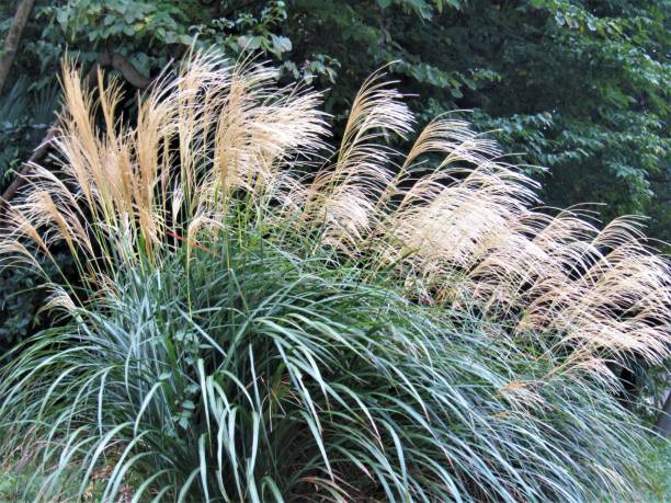 istock Japan. October. Susuki grass is shining under the sun. 1361100675