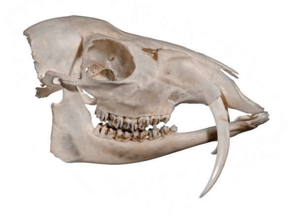 Skull of a Siberian musk deer (Moschus moschiferus) Skull of a Siberian musk deer (Moschus moschiferus) on a white background moschus stock pictures, royalty-free photos & images