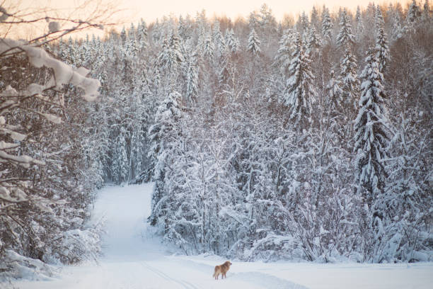 istock Winter landscape in the forest. 1361103213