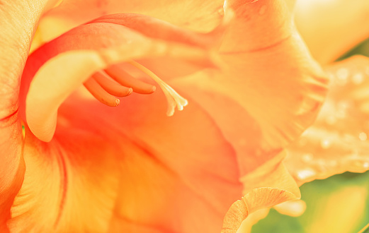 Orange gladiolus  macro photo, abstract floral background