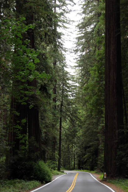 istock Avenue of the Giants 1361107198