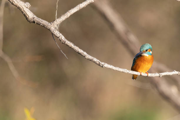 istock Kingfisher perching on the branch of tree. 1361107438