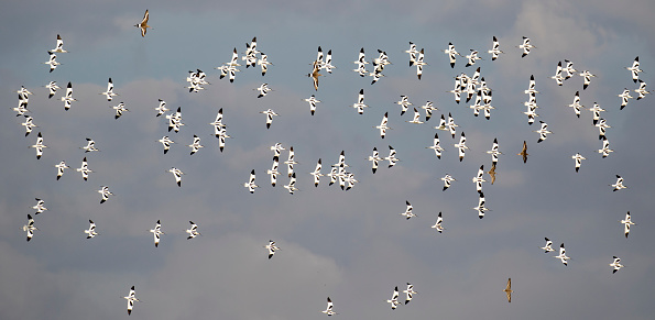 Flock of birds flying formed by common avocets, combatants and black-tailed needles, in a sky with clouds