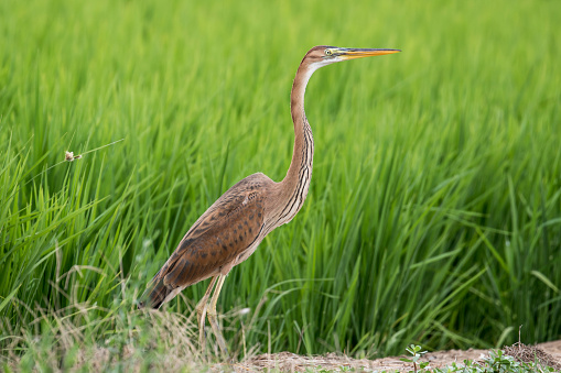 Imperial heron in the foreground, with the green background of the grass
