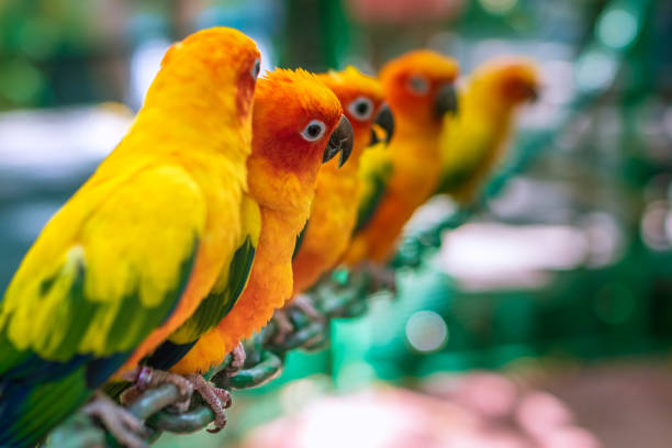 istock Squad of parrots. Waiting for feed 1361108268