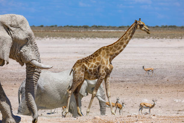 istock Mud covered elephants with springbok and giraffe in Nambia 1361108283