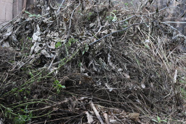 istock Dead trees and plants in a pile to be burned 1361108349