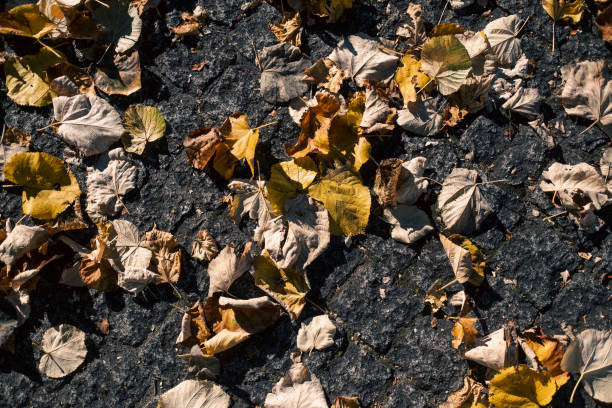 istock Fallen leaves on the autumn sidewalk. 1361109168